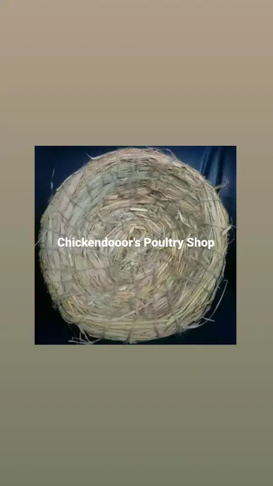 SARANG TELUR AYAM ALAS BERTELUR JERAMI PADI BURUNG DARA MERPATI KATE