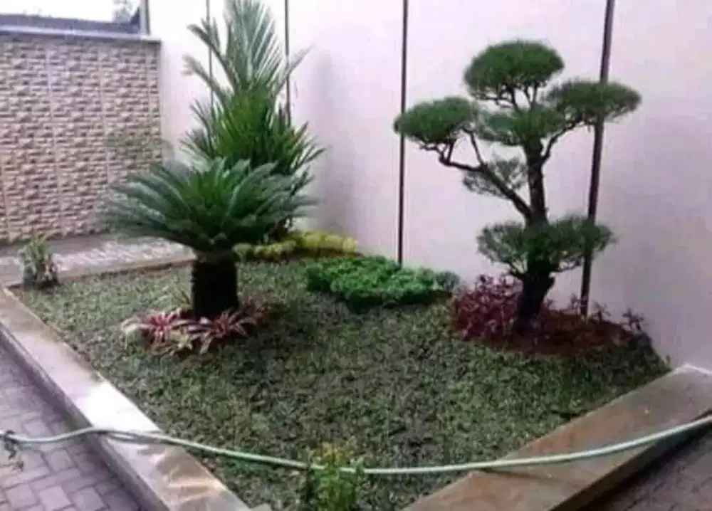 Jual rumput dan tanaman hias segala jenis tanaman