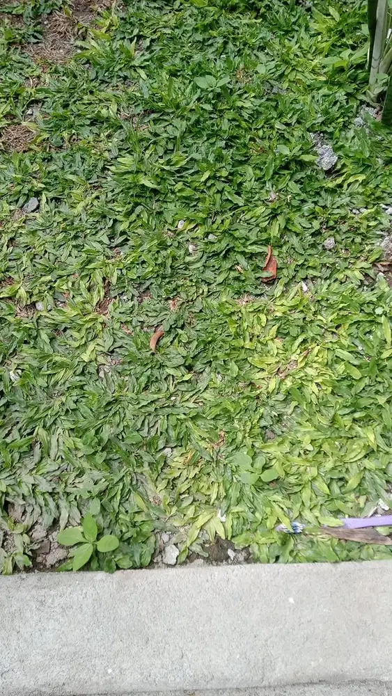 RUMPUT GAJAH MINI DAN RUMPUT MANILA/JEPANG
