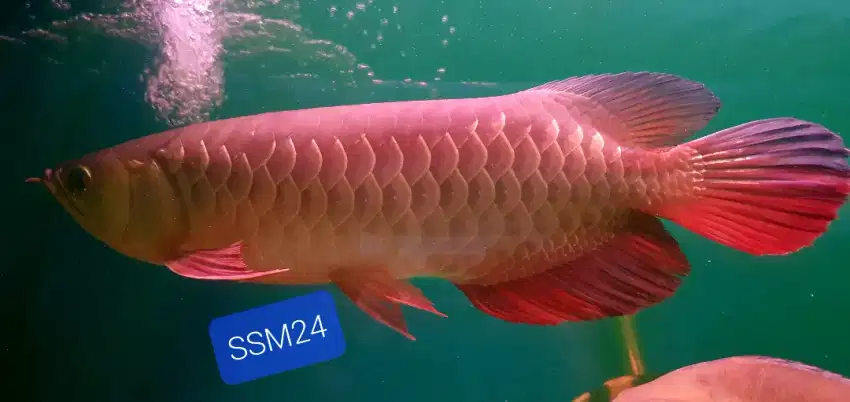 Ikan Hias Arowana Golden Red Jumbo 40-45cm Istimewa Bisa Kirim RI