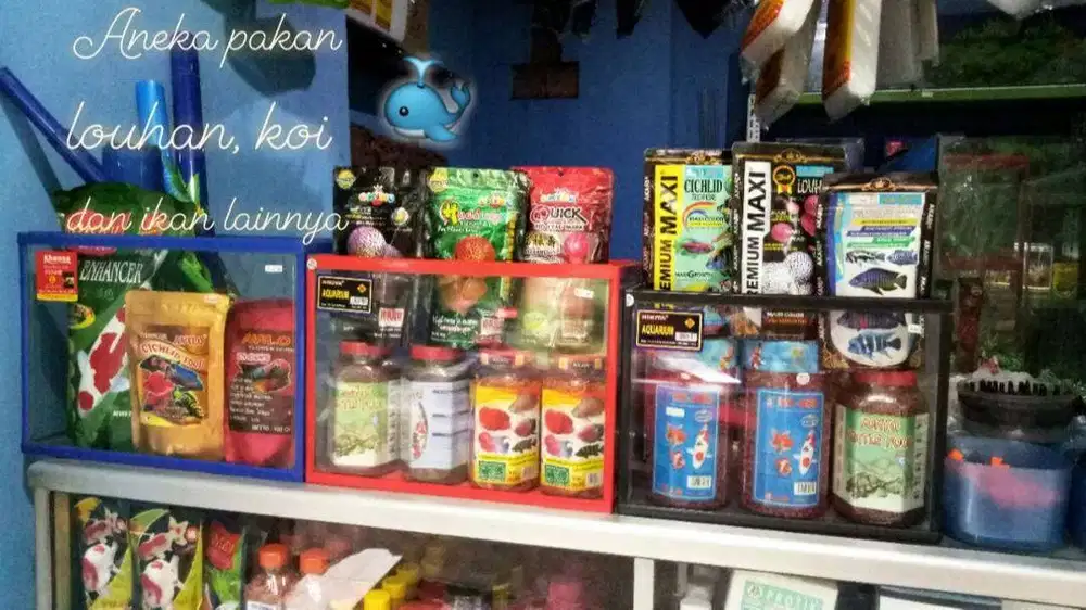 Makanan Louhan dan Chiclid berkualitas