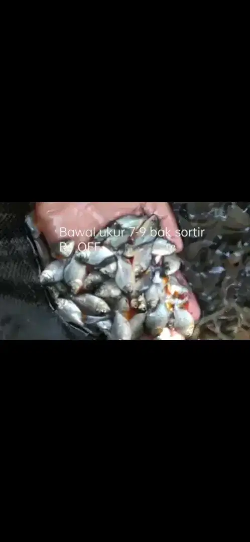 Bibit ikan bawal