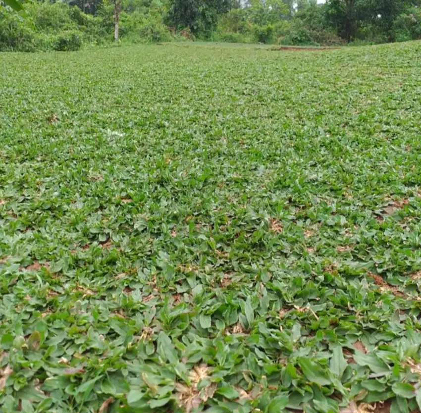 Rumput Gajah Mini / Pasang Rumput Gajah Mini