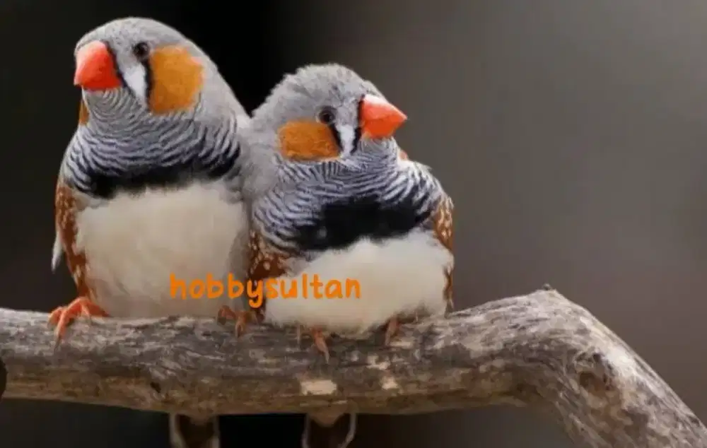 Burung zebra Finch lokal sepasang mewah