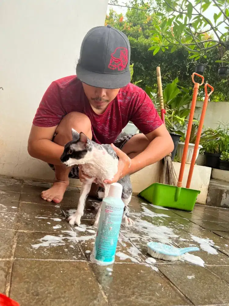 GROOMING KUSUS KUCING PANGGILAN