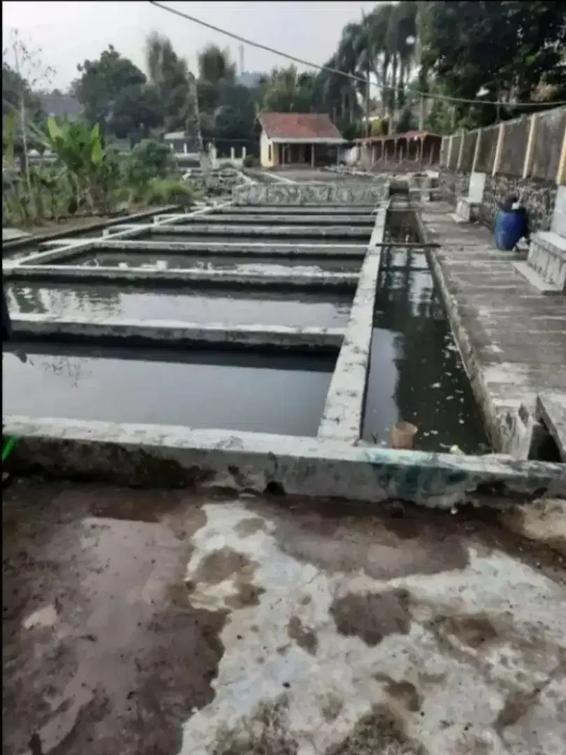 Kolam deras 20 jalur cijambe Subang Lg