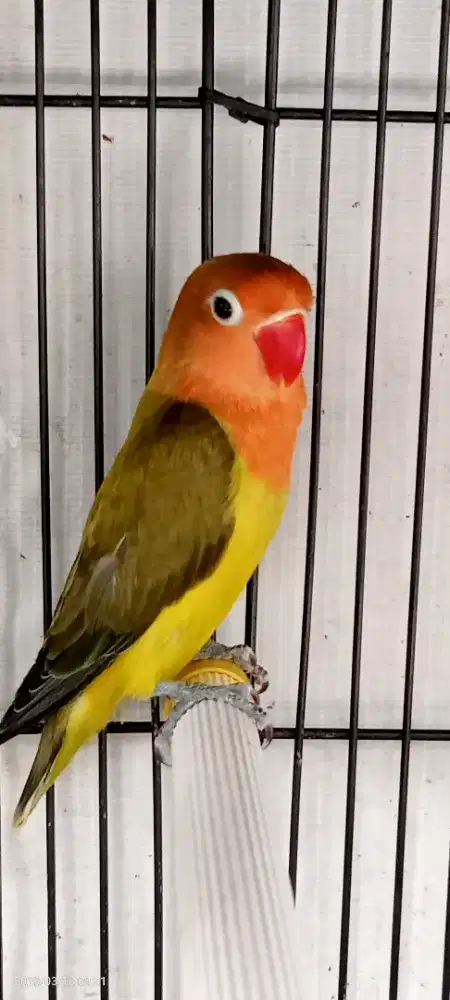 Jual BURJA Lovebird EWING GREEN Muda