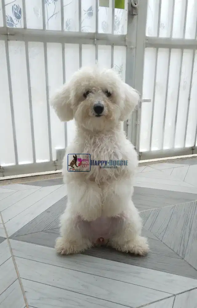 Penitipan Anjing & Diberikan Pelatihan.