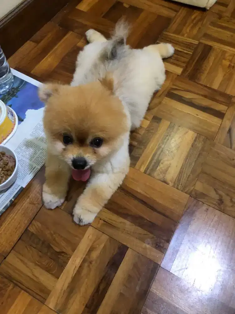 Termurah jasa grooming anjing kucing panggilan cukur bulu mandi rumah