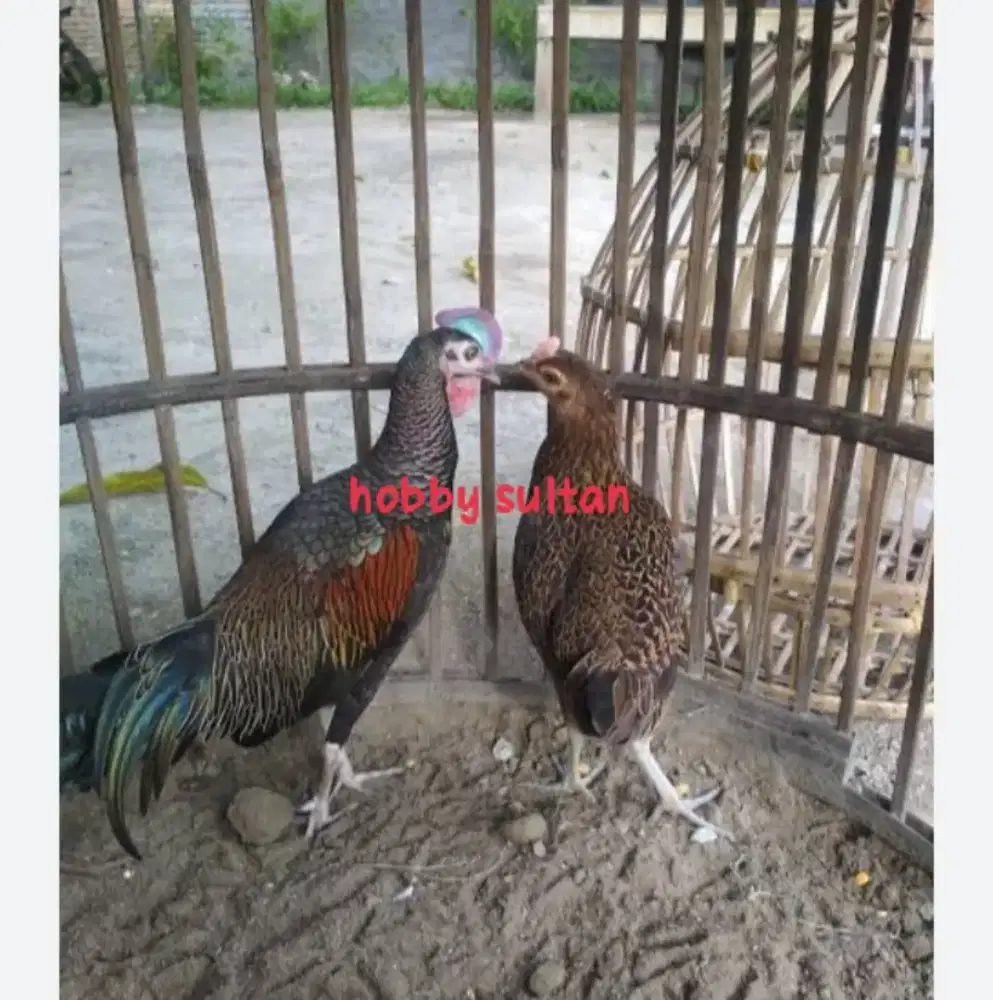Ayam hutan sepasang dewasa mewah produksi
