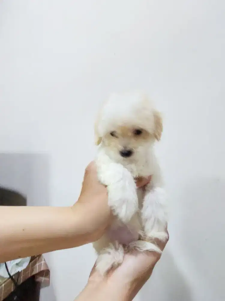 Anakn Maltipo, Pompoo, dan ShihPoo mix Murah