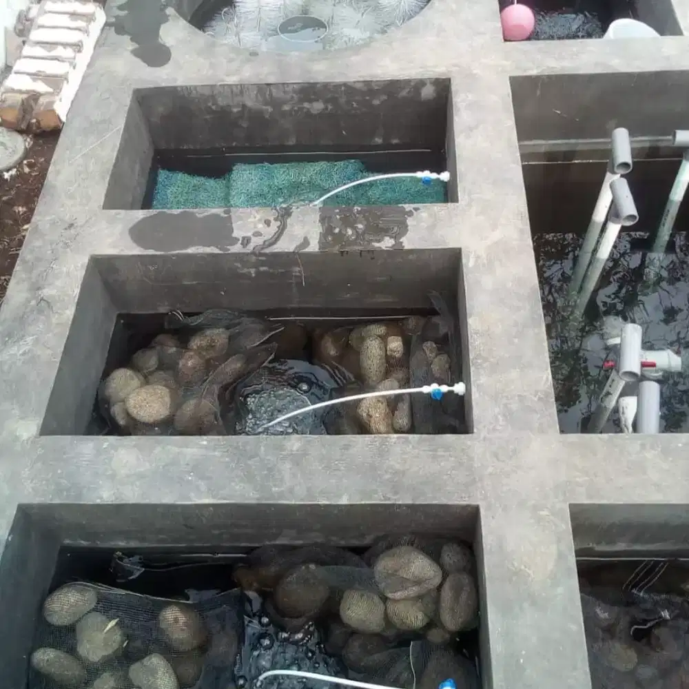 Filter koi garansi bening