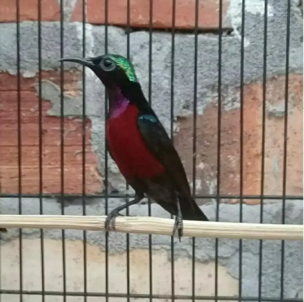 Burung kkoonin kkolibbri ninja istimewa gacor dan bahan