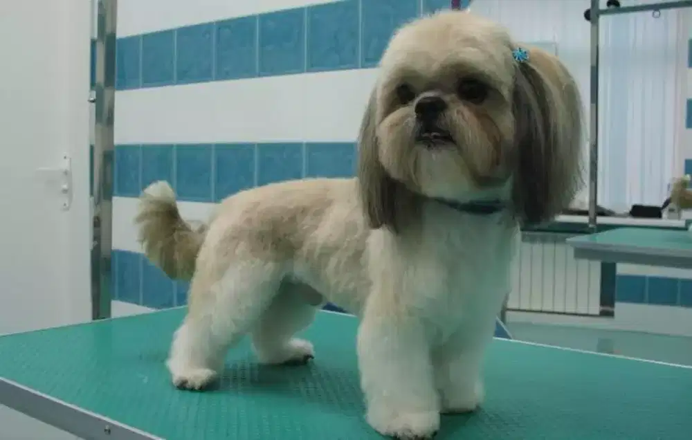 Termurah jasa grooming anjing kucing panggilan cukur bulu mandi rumah