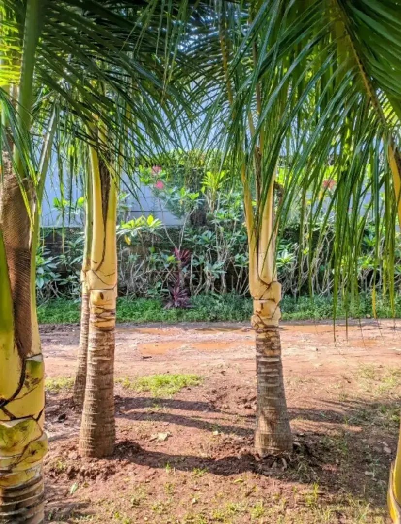 Pohon kelapa gading