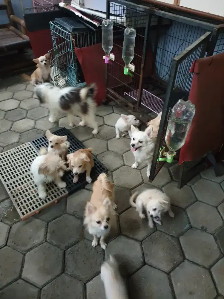 Beli 2 Gratis 1Anjing ras kecil