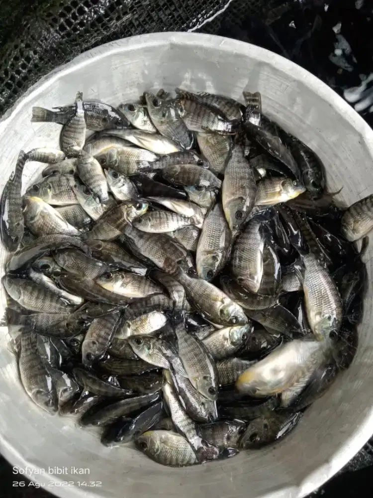 Bibit ikan nila hitam f1