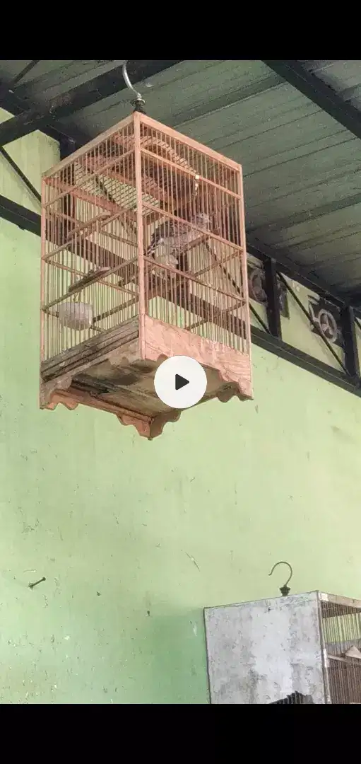 Burung perkutut lokal rajin bunyi