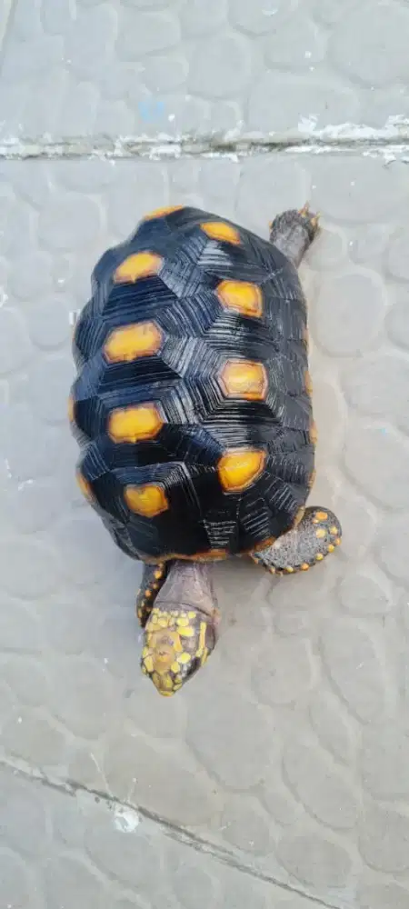 Kura Darat Redfoot Jantan