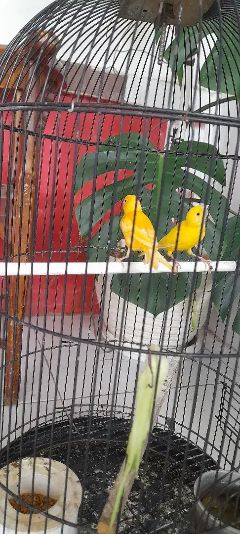 D jual burung kenari