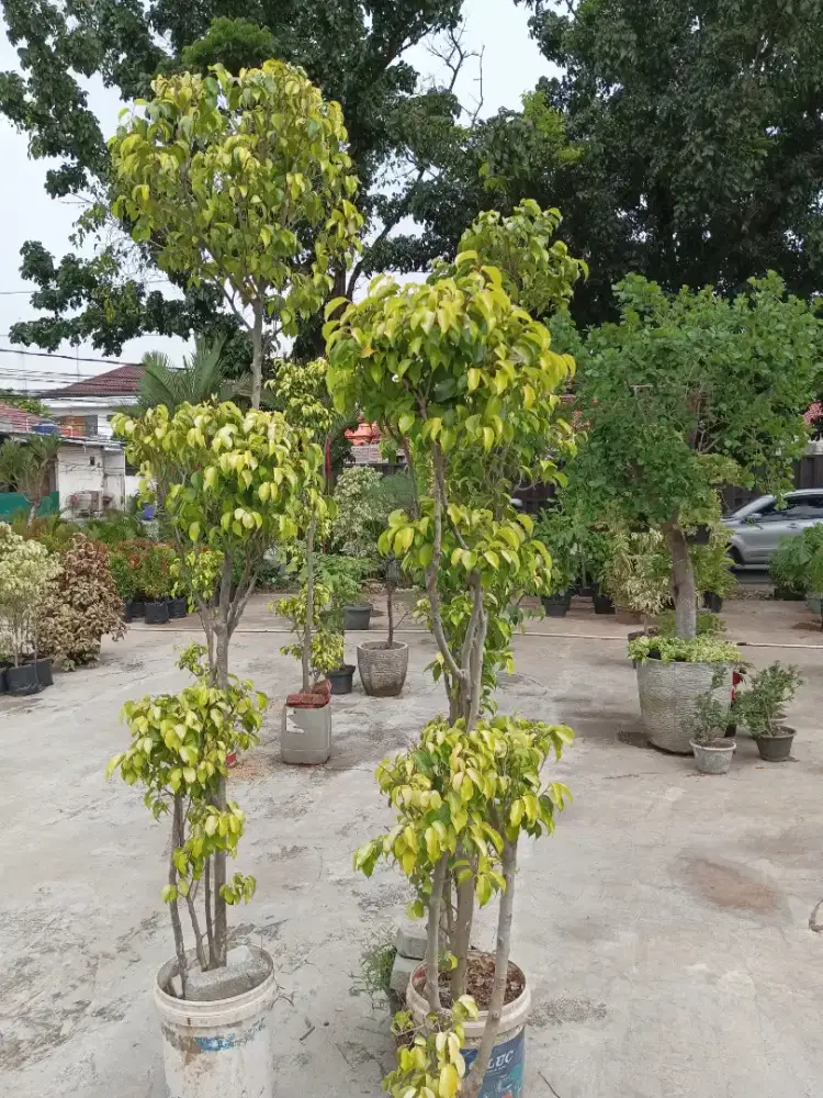 Bonsai beringin golden