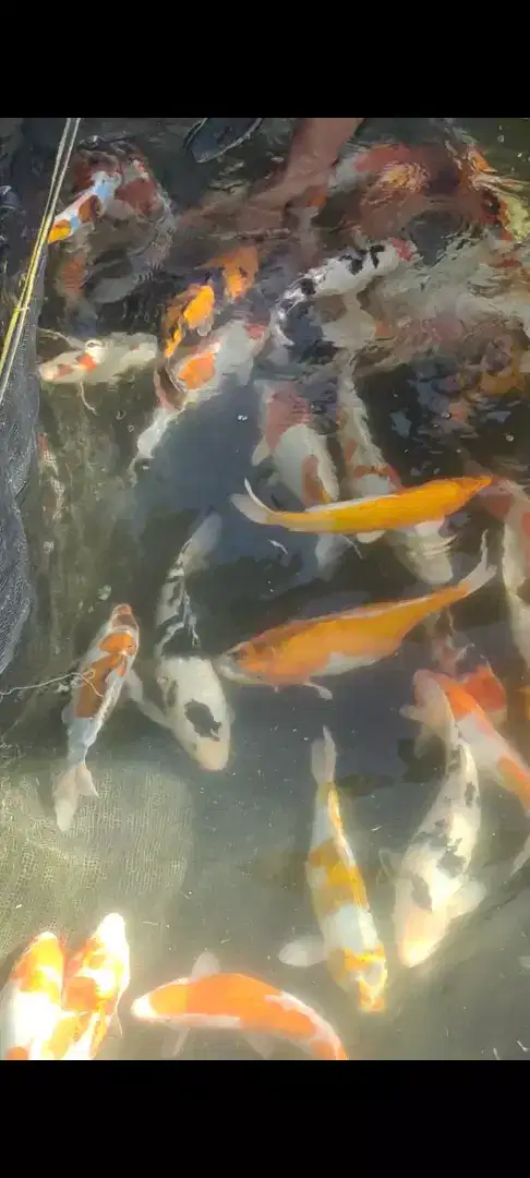 Ikan koi jenis mix panenan sendiri