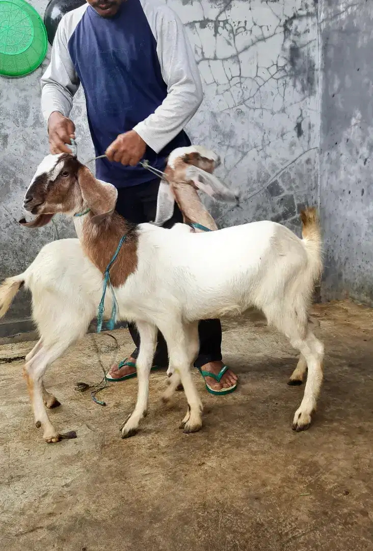 Kambing 1 ekor, Kambing Super, Kambing Etawa, Kambing Murah