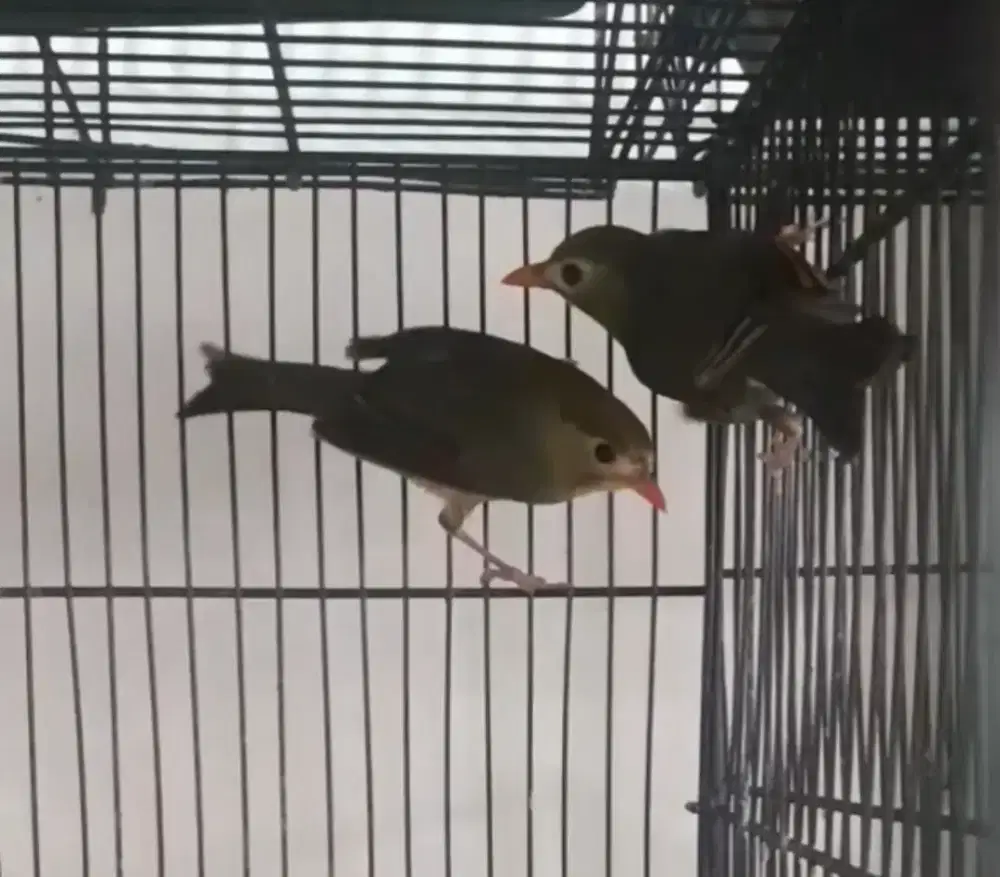 BURUNG PEKIN ROBIN FEMALE GACOR BODY BIG SEHAT TERAWAT