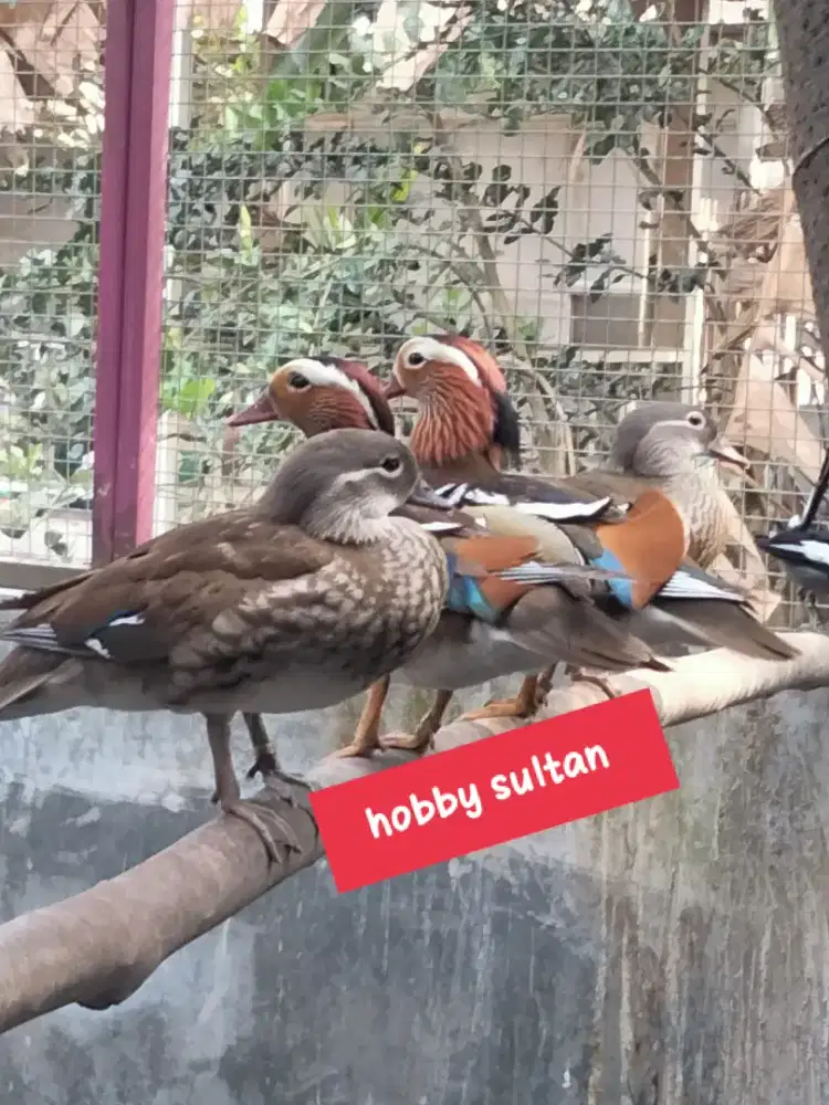 Bebek mandarin import sultan sepasang dewasa produksi