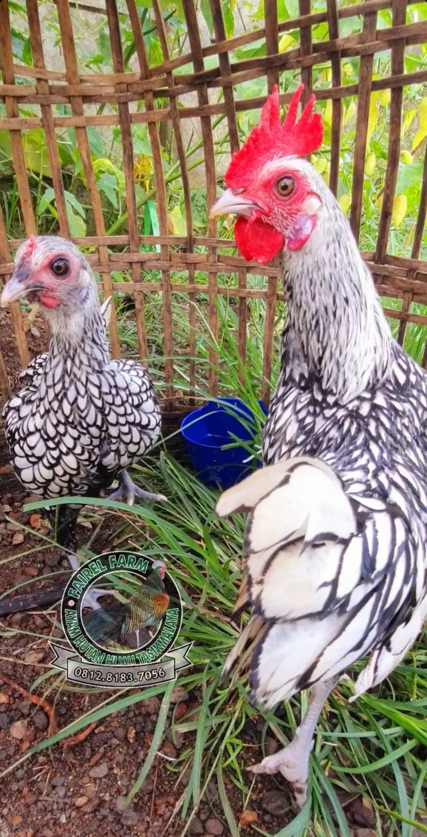 Ayam hias batik italy indukan sepasang