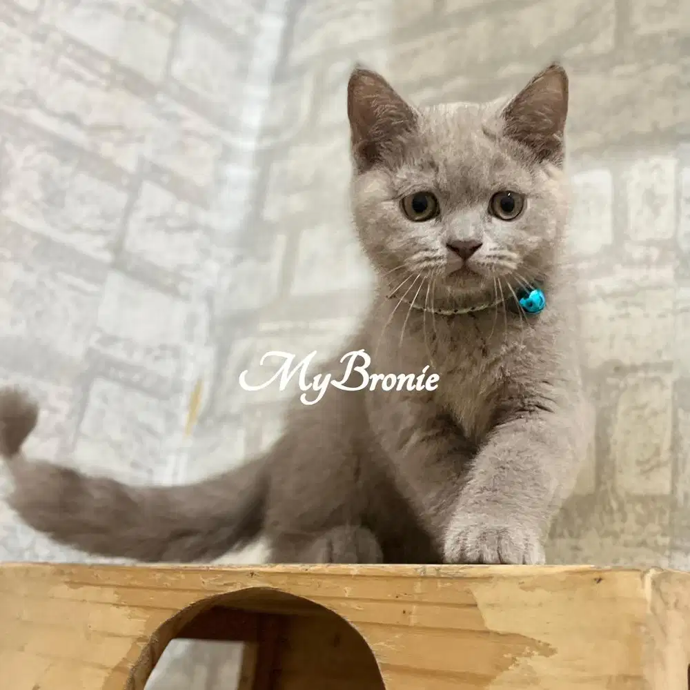 Kucing british shorthair lilac betina PED WCF - Hewan Peliharaan