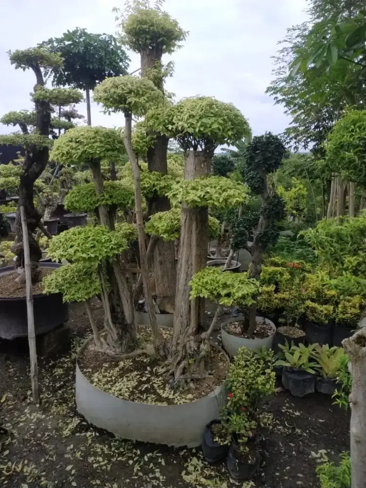 Taman, kolam, batu sikat ampyangan gresik, surabaya, sidoarjo