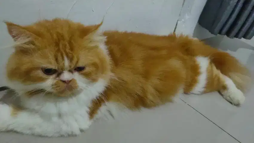 Kucing flaknose longhair jasa pacak