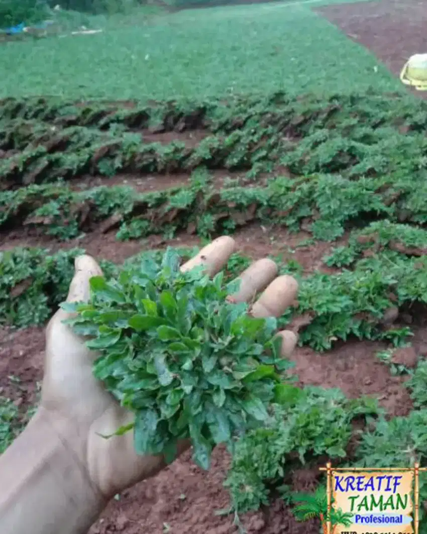 Tukang rumput  Rumpin/tukang taman di rumpin