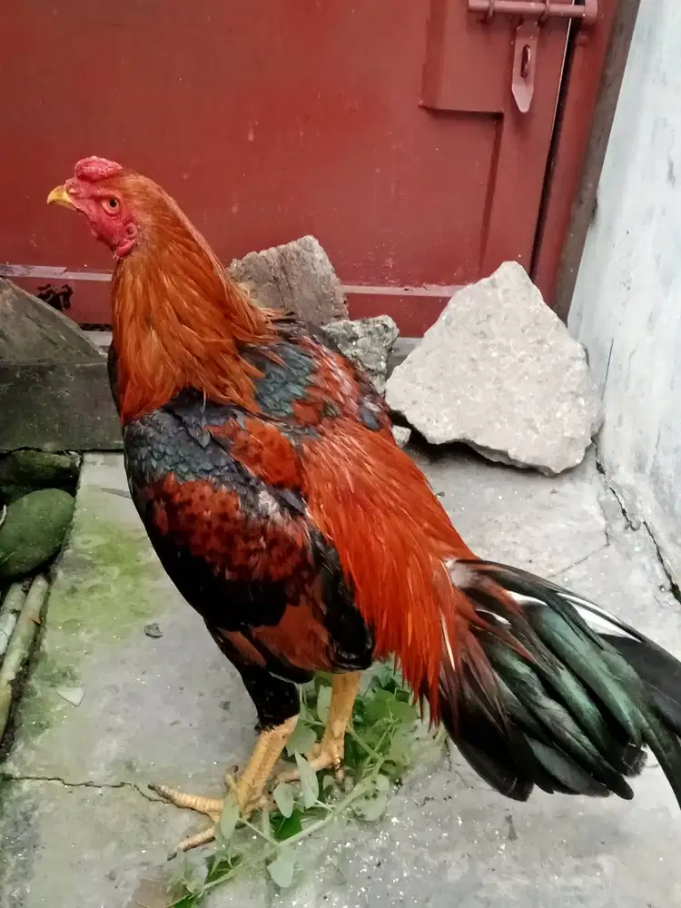 Ayam siam muda siap