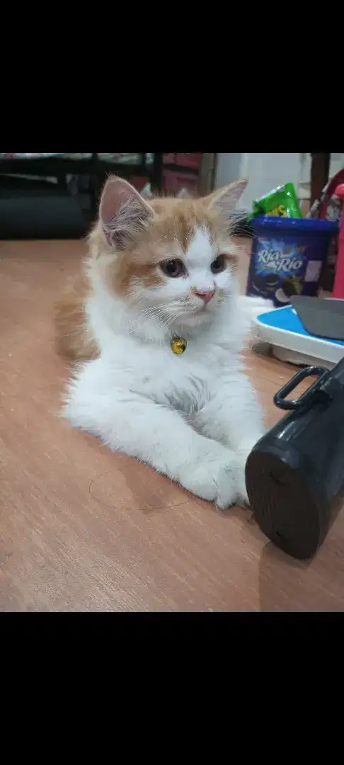 Jasa pacak kucing Persia medium