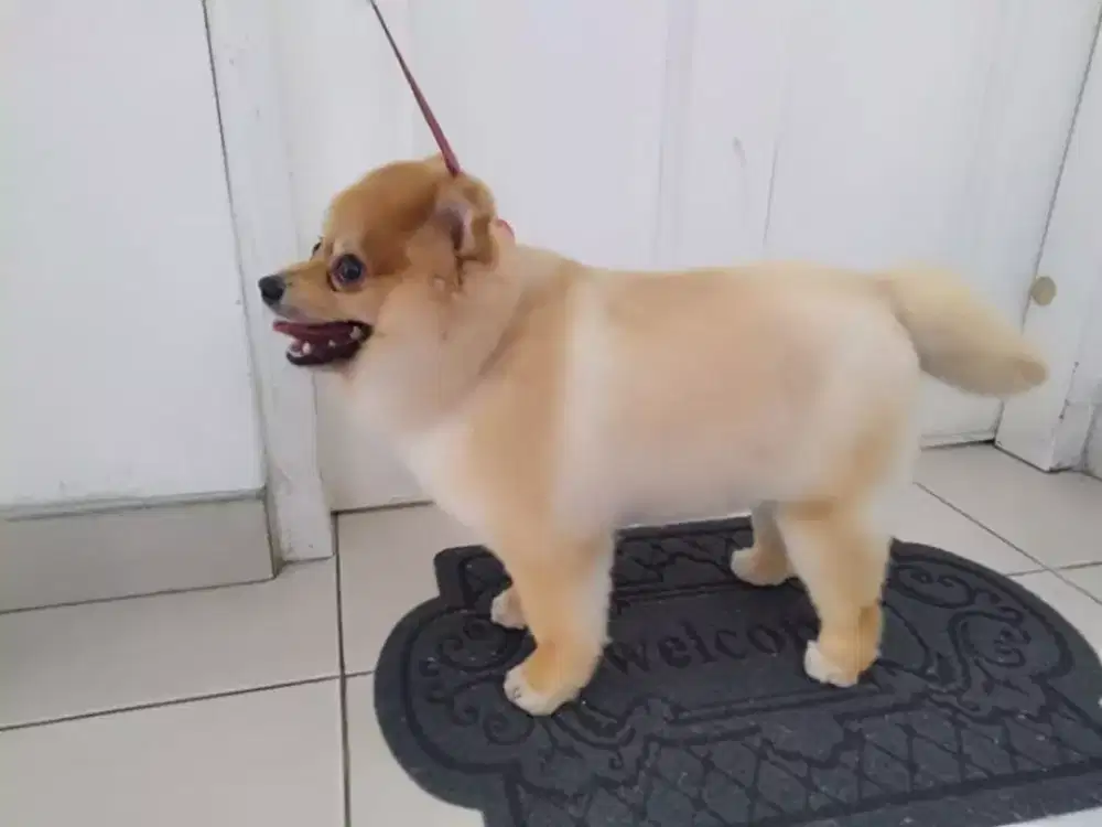 Termurah jasa grooming anjing kucing panggilan cukur bulu mandi rumah