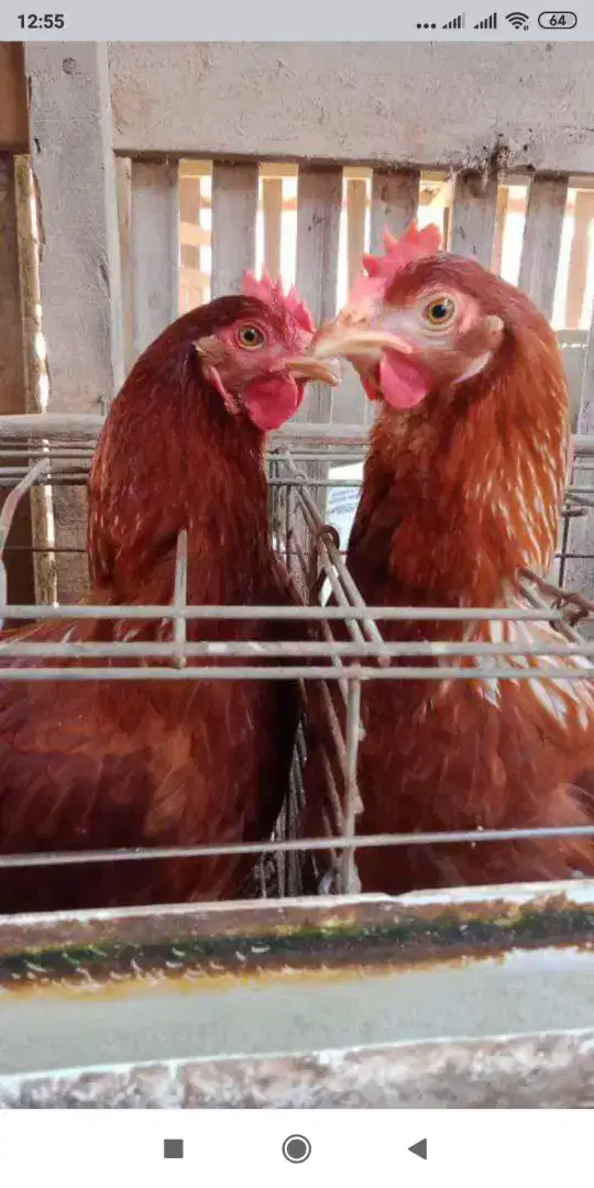 Ayam petelur(pullet)