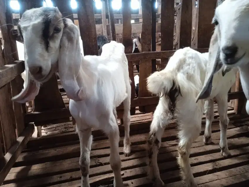 Kambing dan domba betina muda/bibitan dan siap potong