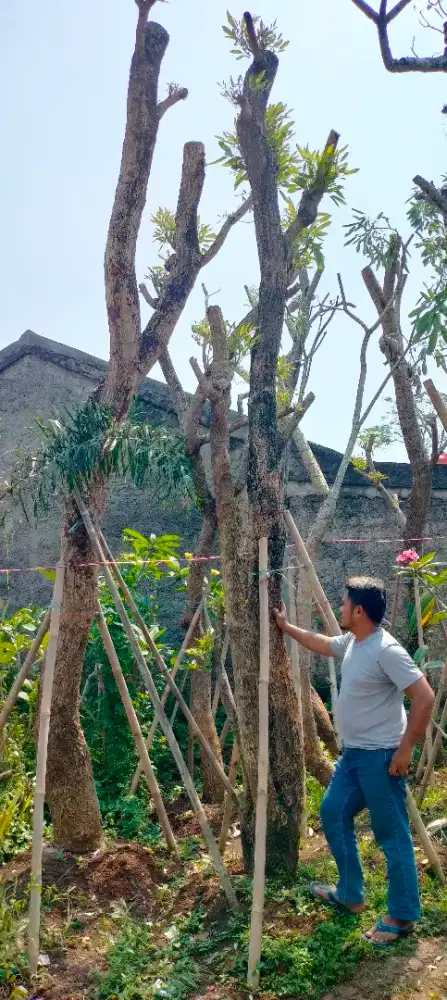 Pohon tabebuya kuning batang besar