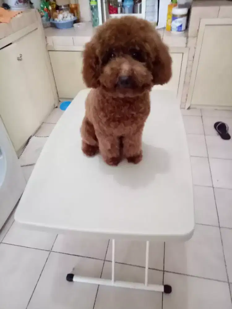 Termurah jasa grooming anjing kucing panggilan cukur bulu mandi rumah