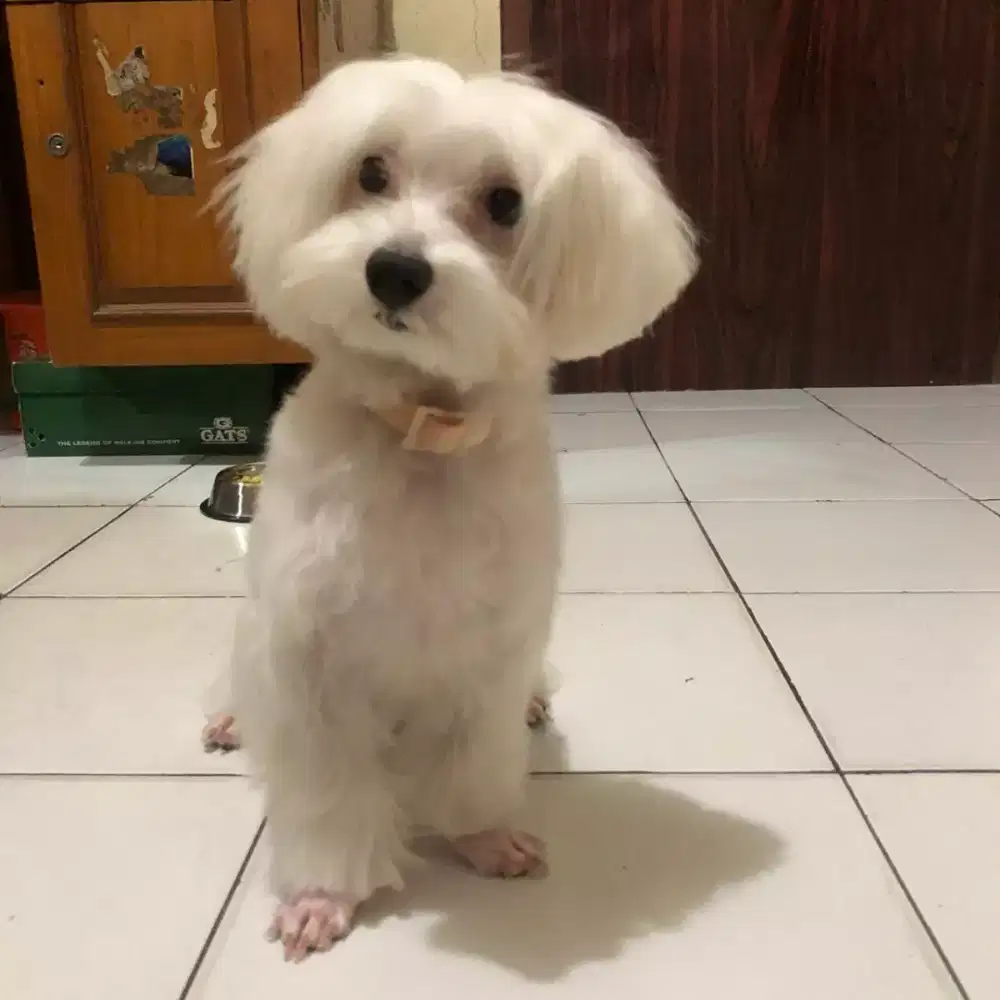 Termurah jasa grooming anjing kucing panggilan cukur bulu mandi rumah