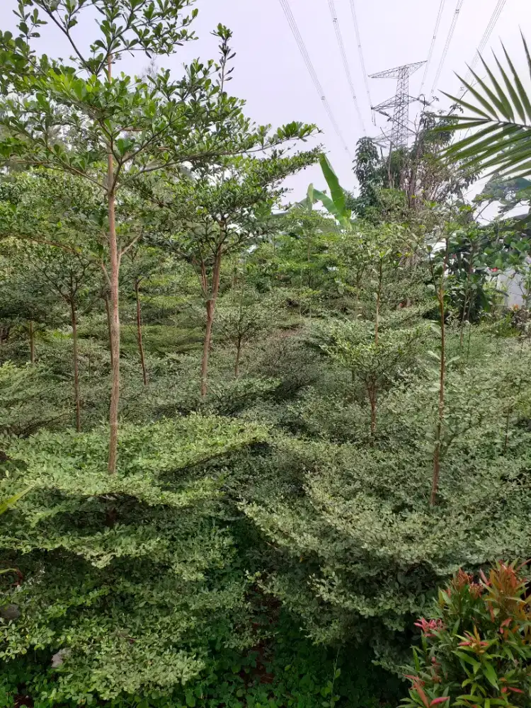 Jual pohon ketapang kencana tinggi