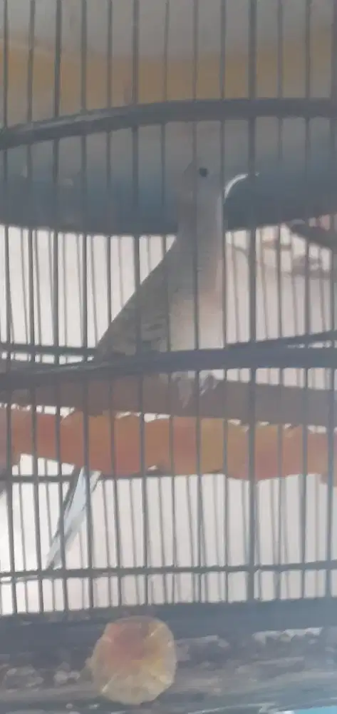 Burung perkutut bangkok jantan ekor 16 asli suara besar enak