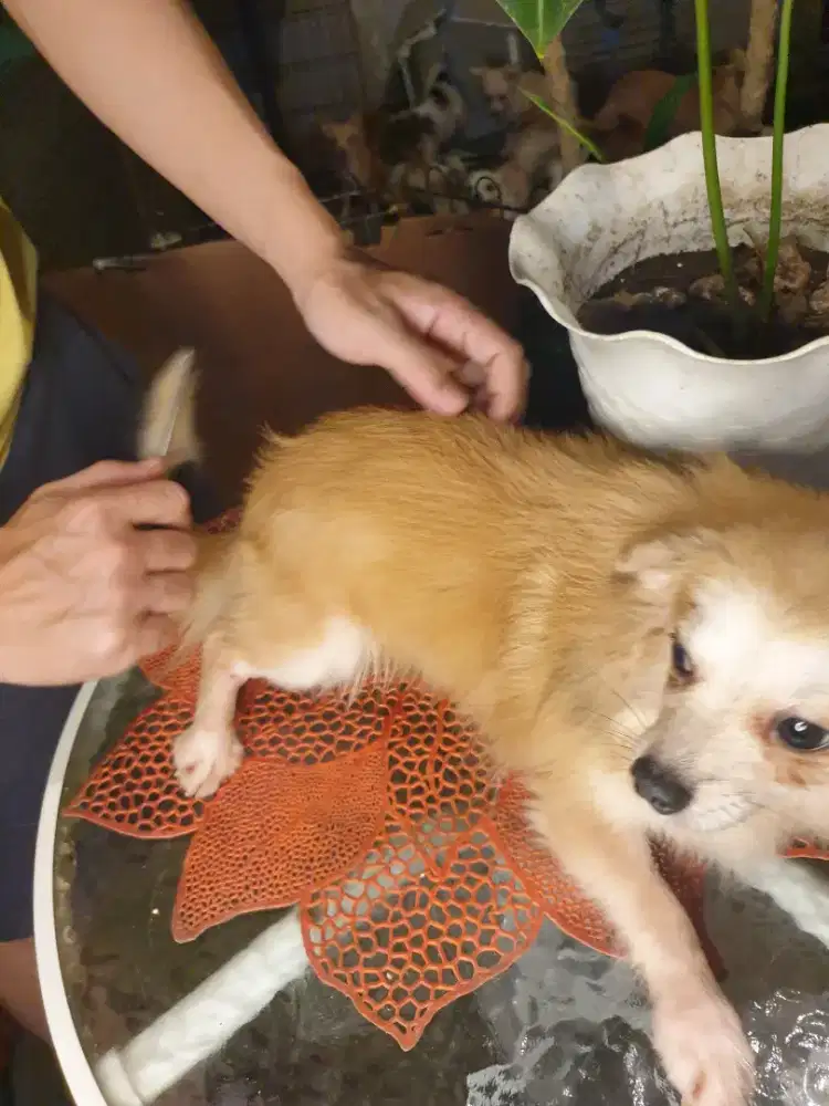 Beli 2 GRATIS 1 Anjing mini lucu