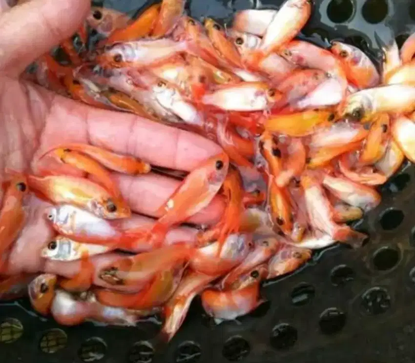 Bibit ikan Nila Bangkok Merah