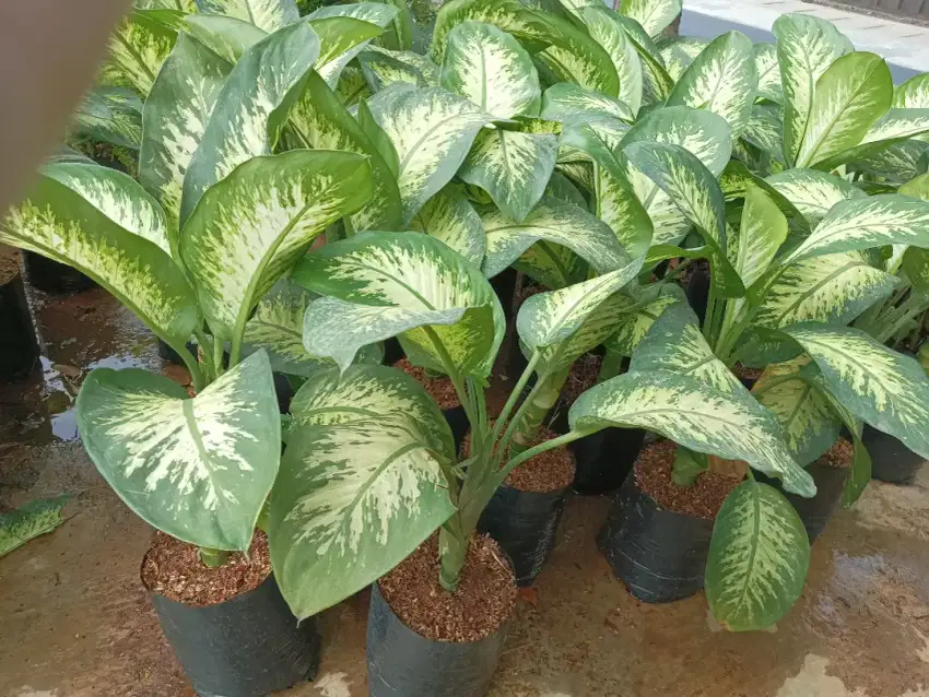 Pohon Blanceng zebra