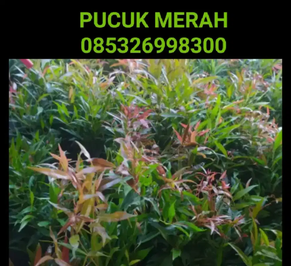 Tanaman Hias PUCUK MERAH