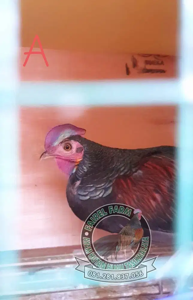 Ayam hutan hijau - jual ayam hutan hijau