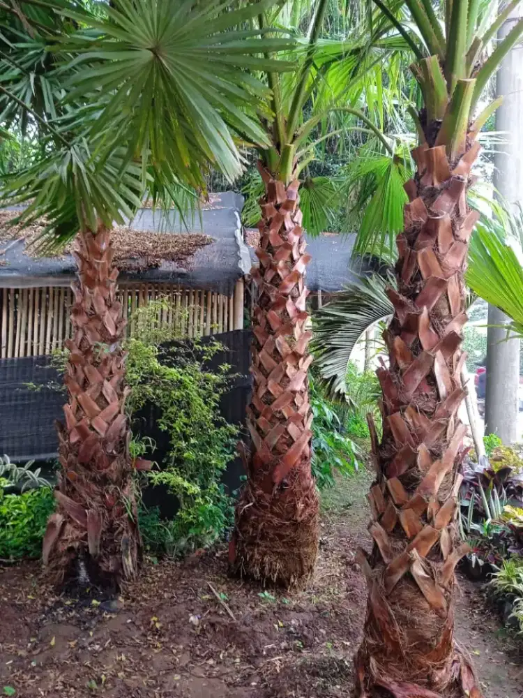 Pohon palem wasinton